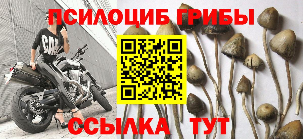 Псилоцибиновые грибы MAGIC MUSHROOMS Саратов